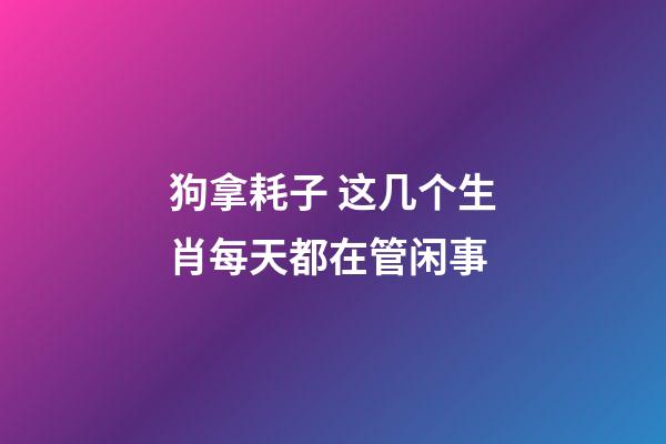 狗拿耗子 这几个生肖每天都在管闲事